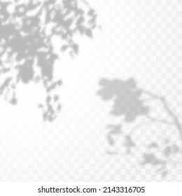 Realistic shadow of tropical leaves or branches on transparent checkered background. The effect of overlaying shadows. Natural light layout.