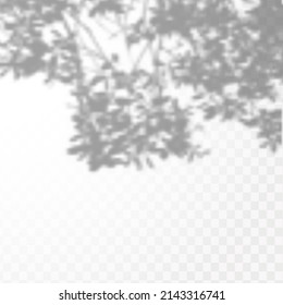 Realistic shadow of tropical leaves or branches on transparent checkered background. The effect of overlaying shadows. Natural light layout.