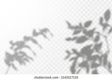 Realistic shadow tropical leaves and branches on transparent checkered background. The effect of overlaying shadows. Natural light layout.