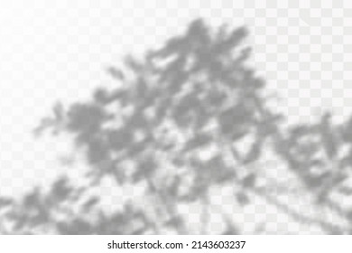 Realistic shadow tropical leaves and branches on transparent checkered background. The effect of overlaying shadows. Natural light layout.