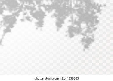 Sombra realista de hojas y ramas tropicales sobre fondo transparente a cuadros. El efecto de las sombras superpuestas. La distribución de la luz natural.