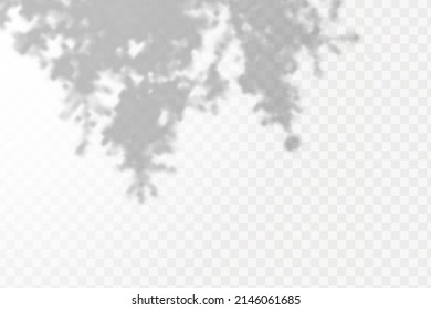 Realistic shadow tropical leaves and branches on transparent checkered background. The effect of overlaying shadows. Natural light layout.