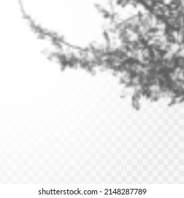 Sombra realista de hojas o ramas tropicales sobre fondo transparente a cuadros. El efecto de las sombras superpuestas. La distribución de la luz natural.