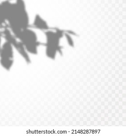 Realistic shadow of tropical leaves or branches on transparent checkered background. The effect of overlaying shadows. Natural light layout.