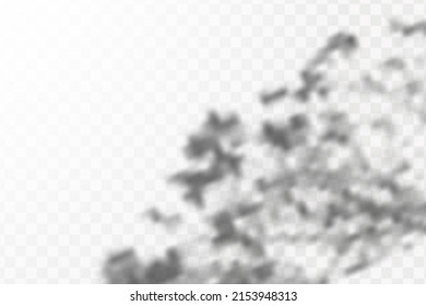 Realistic shadow tropical leaves and branches on transparent checkered background. The effect of overlaying shadows. Natural light layout.