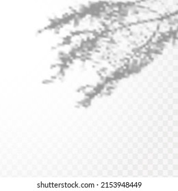 Realistic shadow of tropical leaves or branches on transparent checkered background. The effect of overlaying shadows. Natural light layout.