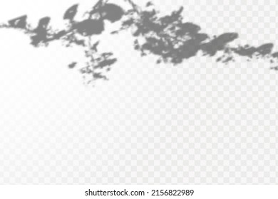 Realistic shadow tropical leaves and branches on transparent checkered background. The effect of overlaying shadows. Natural light layout.