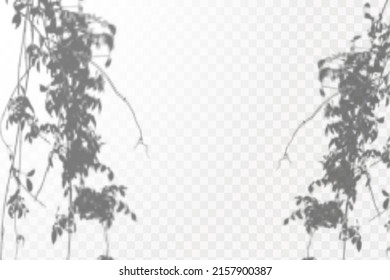 Realistic shadow tropical leaves and branches on transparent checkered background. The effect of overlaying shadows. Natural light layout.