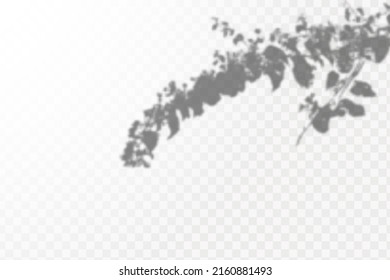 Realistic shadow tropical leaves and branches on transparent checkered background. The effect of overlaying shadows. Natural light layout.