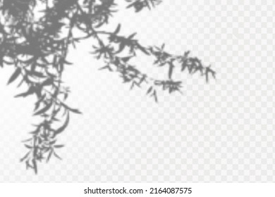 Realistic shadow tropical leaves and branches on transparent checkered background. The effect of overlaying shadows. Natural light layout.