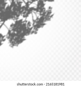 Realistic shadow of tropical leaves or branches on transparent checkered background. The effect of overlaying shadows. Natural light layout.