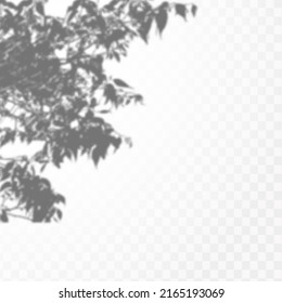 Realistic shadow of tropical leaves or branches on transparent checkered background. The effect of overlaying shadows. Natural light layout.