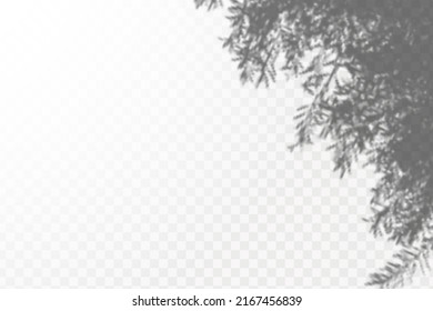 Realistic shadow tropical leaves and branches on transparent checkered background. The effect of overlaying shadows. Natural light layout.