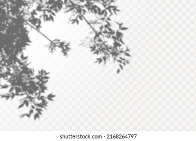 Realistic shadow tropical leaves and branches on transparent checkered background. The effect of overlaying shadows. Natural light layout.