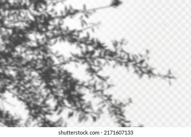 Realistic shadow tropical leaves and branches on transparent checkered background. The effect of overlaying shadows. Natural light layout.