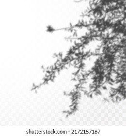 Realistic shadow of tropical leaves or branches on transparent checkered background. The effect of overlaying shadows. Natural light layout.