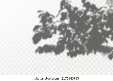 Realistic shadow tropical leaves and branches on transparent checkered background. The effect of overlaying shadows. Natural light layout.