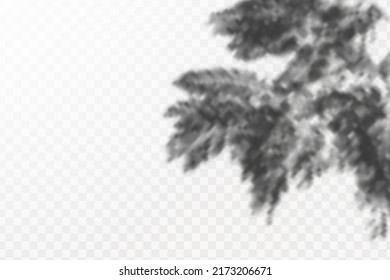 Realistic shadow tropical leaves and branches on transparent checkered background. The effect of overlaying shadows. Natural light layout.