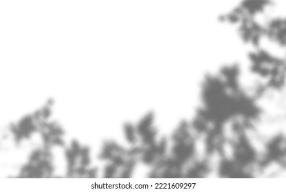 Realistic shadow tropical leaves and branches on transparent checkered background. The effect of overlaying shadows. Natural light layout.