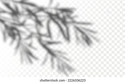Realistic shadow tropical leaves and branches on transparent checkered background. The effect of overlaying shadows. Natural light layout.