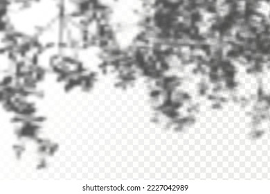 Realistic shadow tropical leaves and branches on transparent checkered background. The effect of overlaying shadows. Natural light layout.