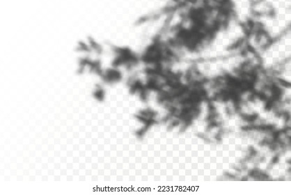 Realistic shadow tropical leaves and branches on transparent checkered background. The effect of overlaying shadows. Natural light layout.