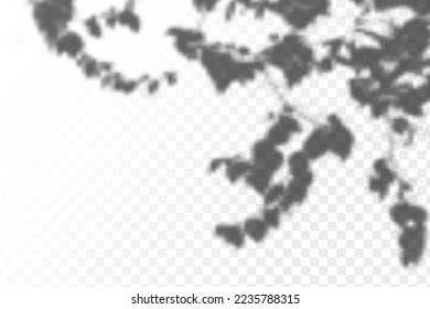 Realistic shadow tropical leaves and branches on transparent checkered background. The effect of overlaying shadows. Natural light layout.
