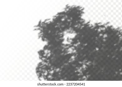 Realistic shadow tropical leaves and branches on transparent checkered background. The effect of overlaying shadows. Natural light layout.