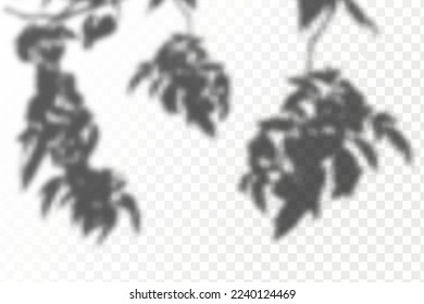 Realistic shadow tropical leaves and branches on transparent checkered background. The effect of overlaying shadows. Natural light layout.