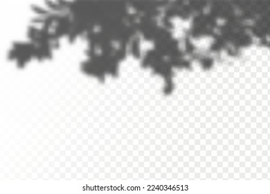 Realistic shadow tropical leaves and branches on transparent checkered background. The effect of overlaying shadows. Natural light layout.