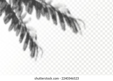 Realistic shadow tropical leaves and branches on transparent checkered background. The effect of overlaying shadows. Natural light layout.