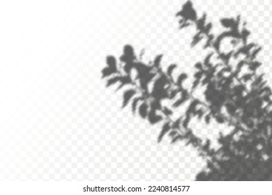 Realistic shadow tropical leaves and branches on transparent checkered background. The effect of overlaying shadows. Natural light layout.