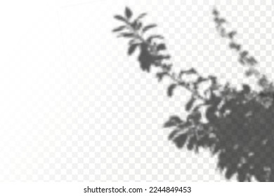 Realistic shadow tropical leaves and branches on transparent checkered background. The effect of overlaying shadows. Natural light layout.