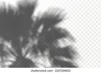 Realistic shadow tropical leaves and branches on transparent checkered background. The effect of overlaying shadows. Natural light layout.