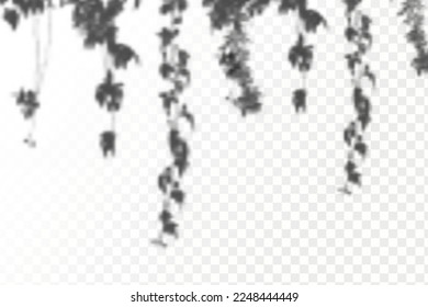 Realistic shadow tropical leaves and branches on transparent checkered background. The effect of overlaying shadows. Natural light layout.