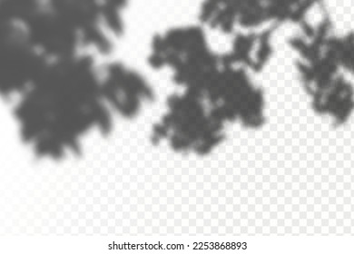 Realistic shadow tropical leaves and branches on transparent checkered background. The effect of overlaying shadows. Natural light layout.