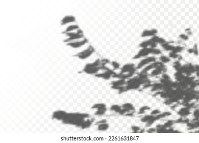 Realistic shadow tropical leaves and branches on transparent checkered background. The effect of overlaying shadows. Natural light layout.
