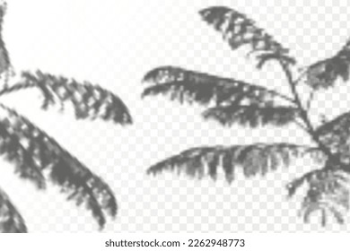 Realistic shadow tropical leaves and branches on transparent checkered background. The effect of overlaying shadows. Natural light layout.