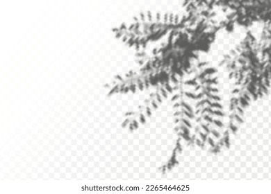 Realistic shadow tropical leaves and branches on transparent checkered background. The effect of overlaying shadows. Natural light layout.
