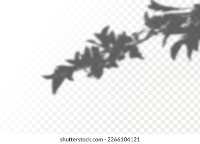 Realistic shadow tropical leaves and branches on transparent checkered background. The effect of overlaying shadows. Natural light layout.