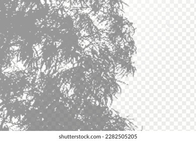 Realistic shadow tropical leaves and branches on transparent checkered background. The effect of overlaying shadows. Natural light layout.