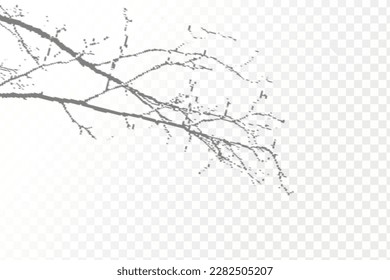 Realistic shadow tropical leaves and branches on transparent checkered background. The effect of overlaying shadows. Natural light layout.