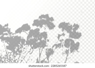 Realistic shadow tropical leaves and branches on transparent checkered background. The effect of overlaying shadows. Natural light layout.