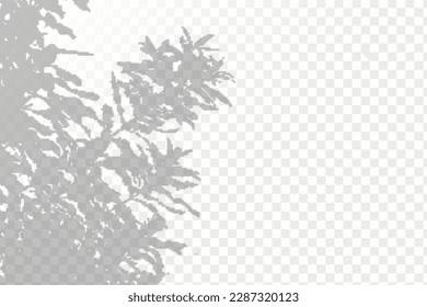 Realistic shadow tropical leaves and branches on transparent checkered background. The effect of overlaying shadows. Natural light layout.