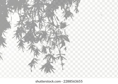 Realistic shadow tropical leaves and branches on transparent checkered background. The effect of overlaying shadows. Natural light layout.
