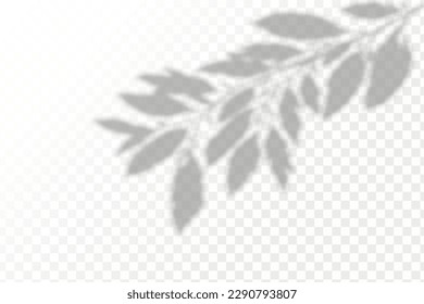 Realistic shadow tropical leaves and branches on transparent checkered background. The effect of overlaying shadows. Natural light layout.