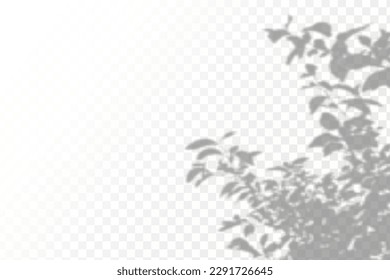 Realistic shadow tropical leaves and branches on transparent checkered background. The effect of overlaying shadows. Natural light layout.