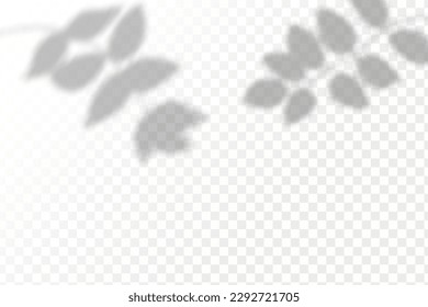 Sombra realista de hojas y ramas tropicales sobre fondo transparente a cuadros. El efecto de las sombras superpuestas. La distribución de la luz natural.