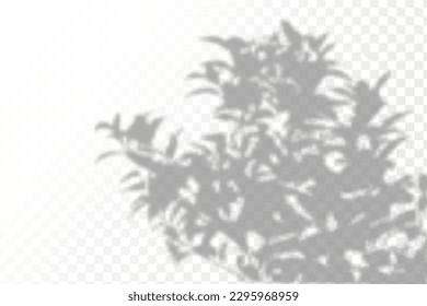 Realistic shadow tropical leaves and branches on transparent checkered background. The effect of overlaying shadows. Natural light layout.