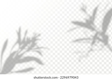 Realistic shadow tropical leaves and branches on transparent checkered background. The effect of overlaying shadows. Natural light layout.